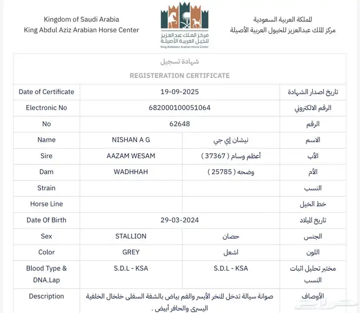 حصان واهو اصيل 2