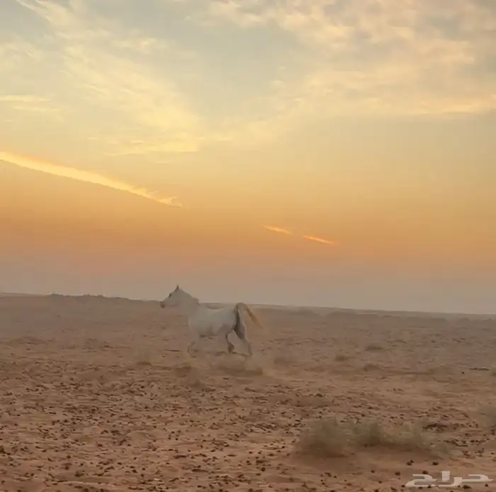 خيل اصيلة عربية 1