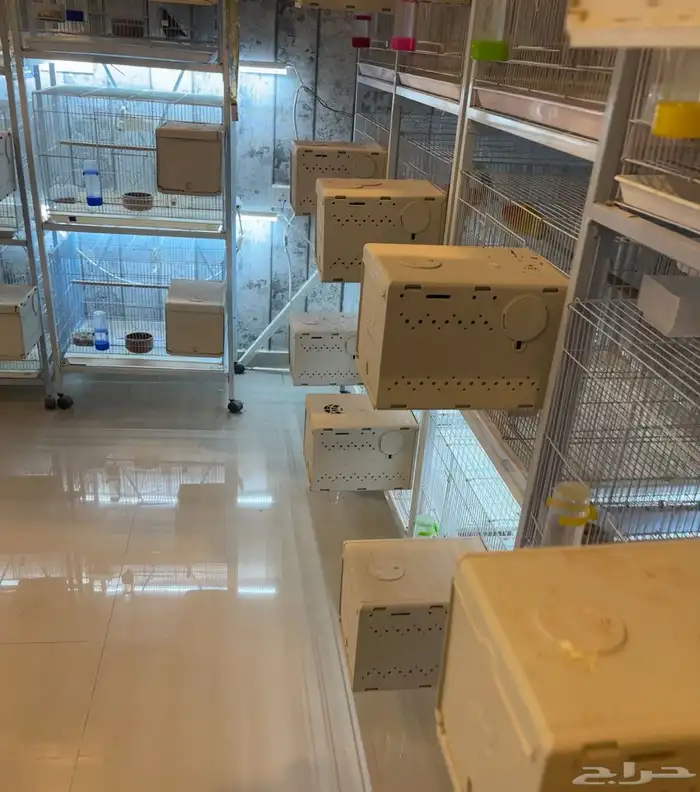 اجوز روز للبيع منتجه 0