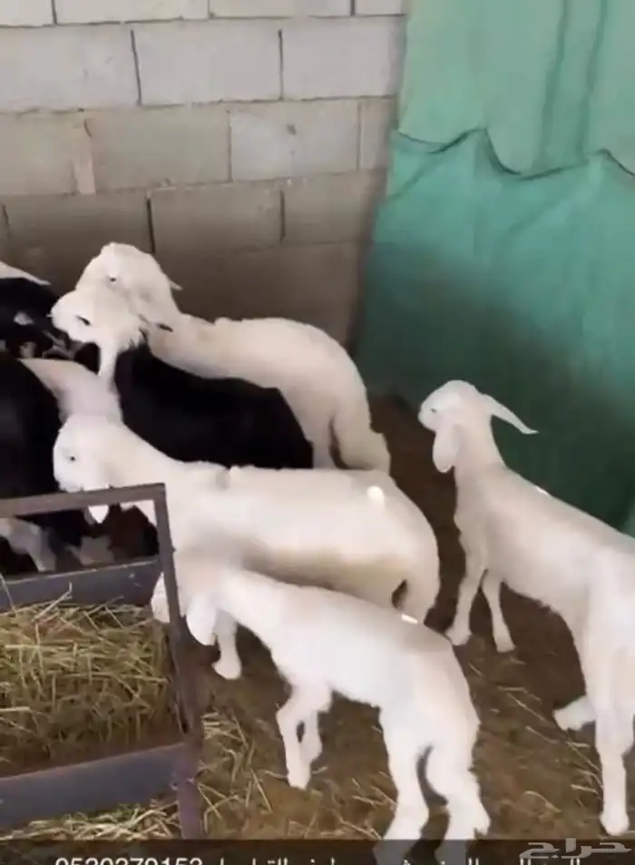 طليان دواغير للبيع 0