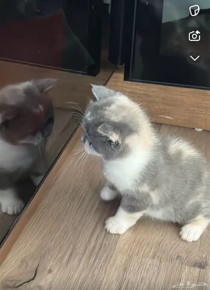 سكوتش فولد كيتن للبيع 3