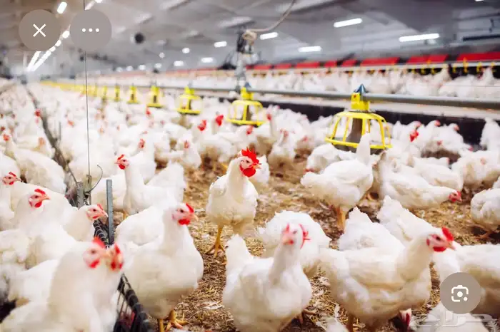 مشروع دواجن أمهات 0