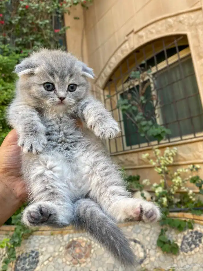 سكوتش فولد مطعمين مدربين للبيع ولايوجد تبني 17