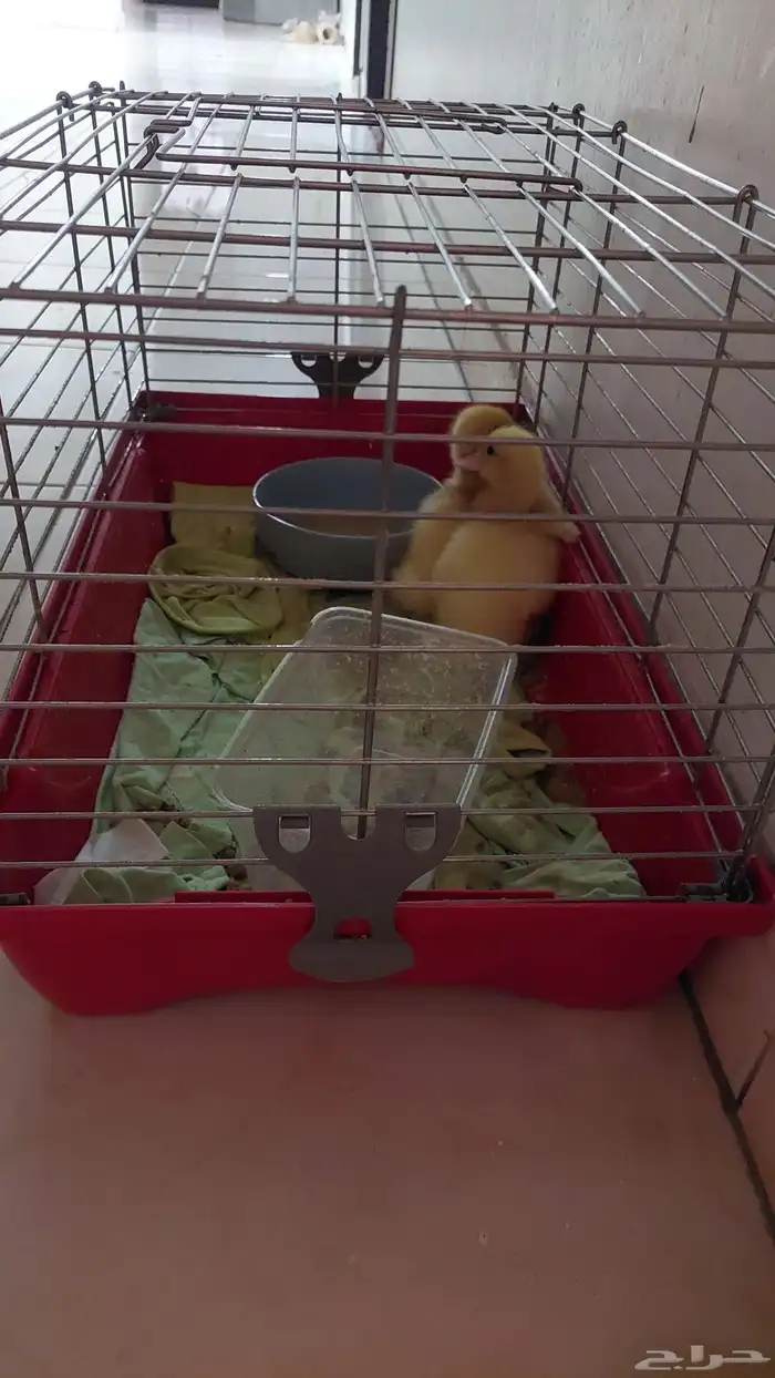 البط   2 مع قفص كبير 1