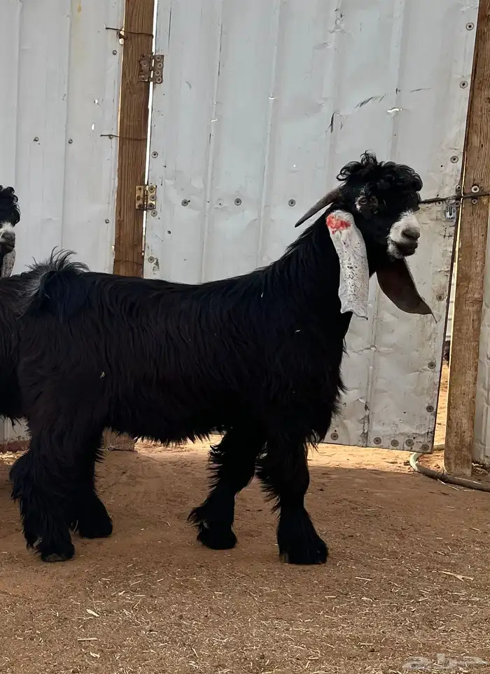 جذع عارضي فحل 0