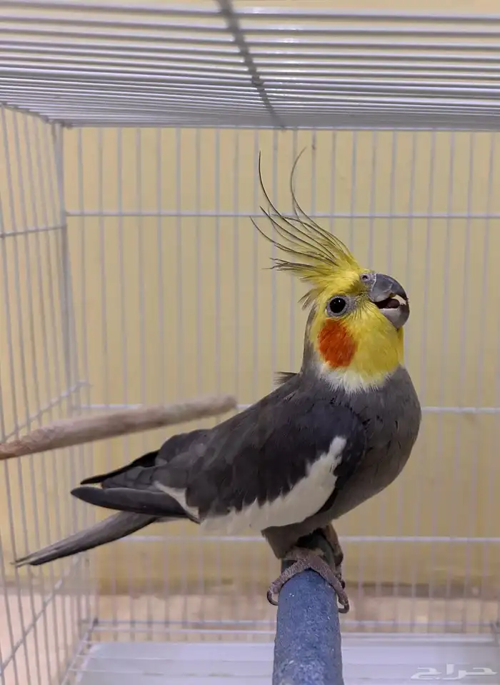 طيور كروان 1