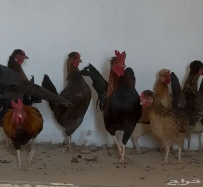 دجاج ترثه عربي اصيل 0