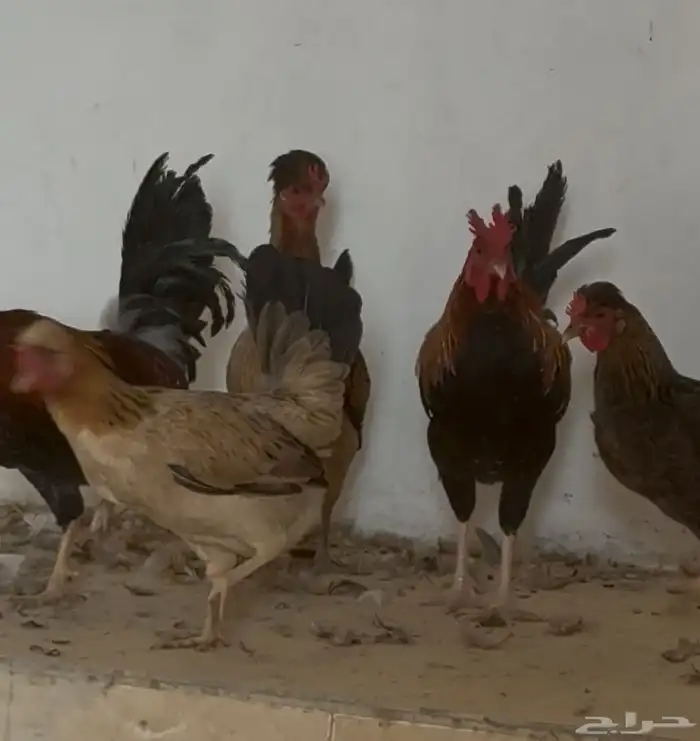 دجاج ترثه عربي اصيل 5