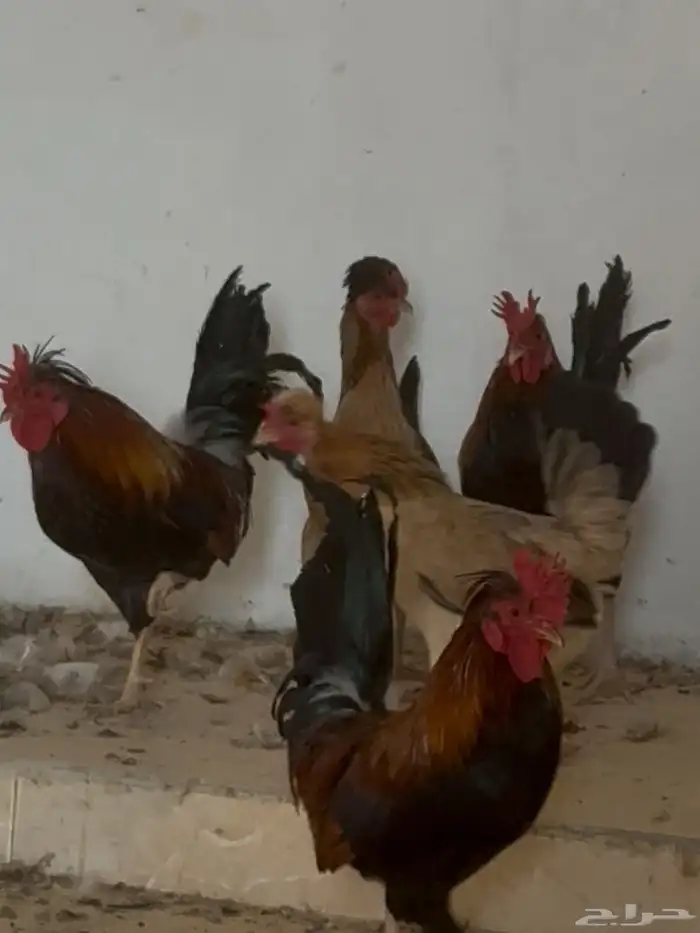 دجاج ترثه عربي اصيل 1