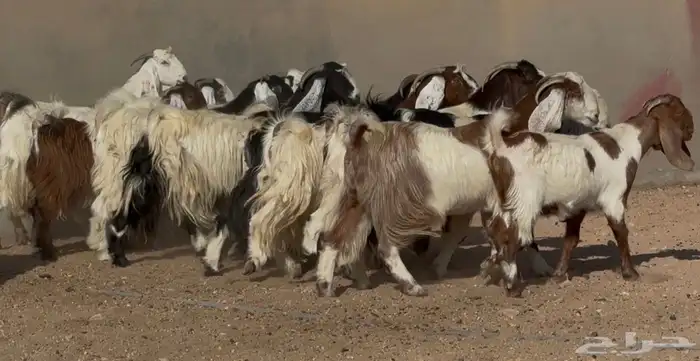 معزا مصريات وهجين قبرصي فواااخر دفيع العدد 14 0