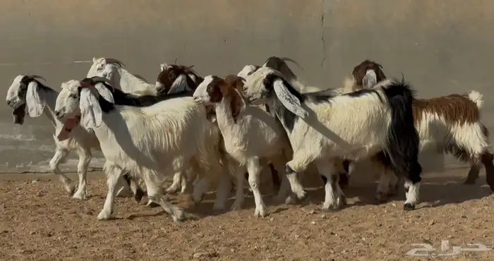 معزا مصريات وهجين قبرصي فواااخر دفيع العدد 14 9