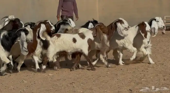 معزا مصريات وهجين قبرصي فواااخر دفيع العدد 14 1