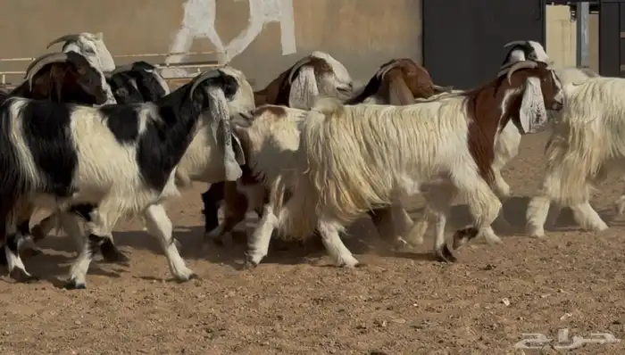 معزا مصريات وهجين قبرصي فواااخر دفيع العدد 14 2