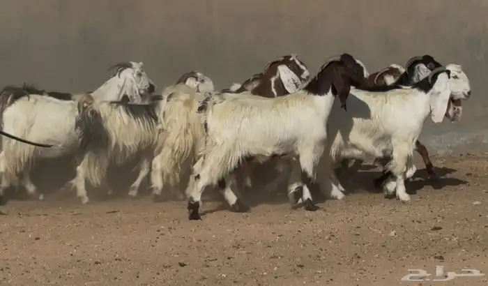 معزا مصريات وهجين قبرصي فواااخر دفيع العدد 14 6