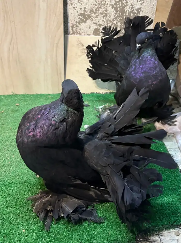 زوج رقاص هندي منتج 4