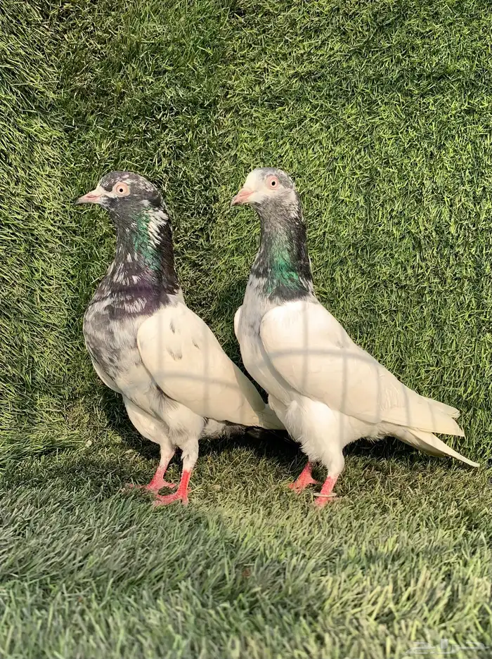 زوجين تيدي Top 5