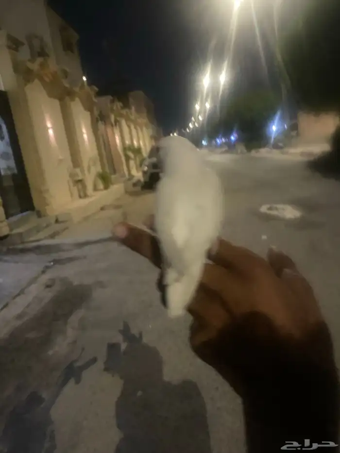 للبيع روز البينو صافي صك اليف هدد داخلي وخارجي 3