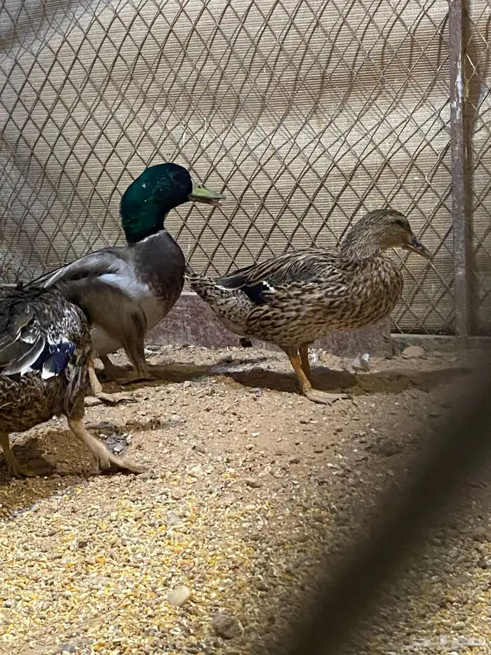 بط نحم منتج 5