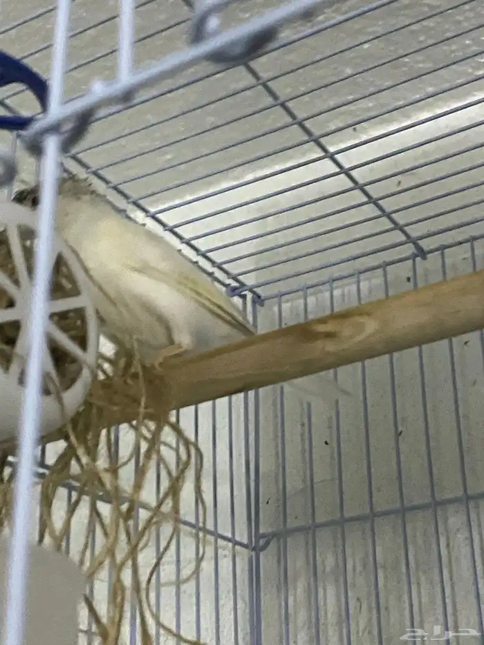 ذكر كناري ابيض كرست بسكوتي 1