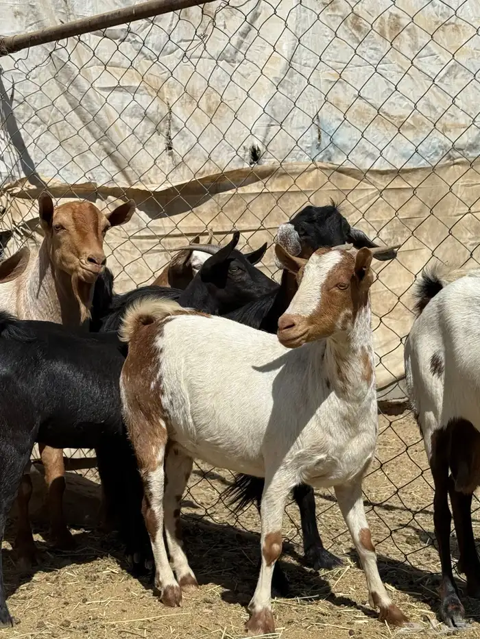 معزى دفع و فيها قرايب حصيب اسنان ( تم البيع ) 2