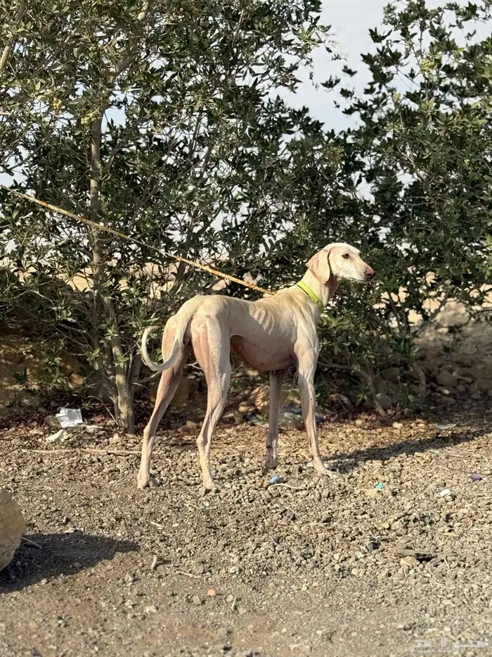 سلقه عربيه للبدل 2