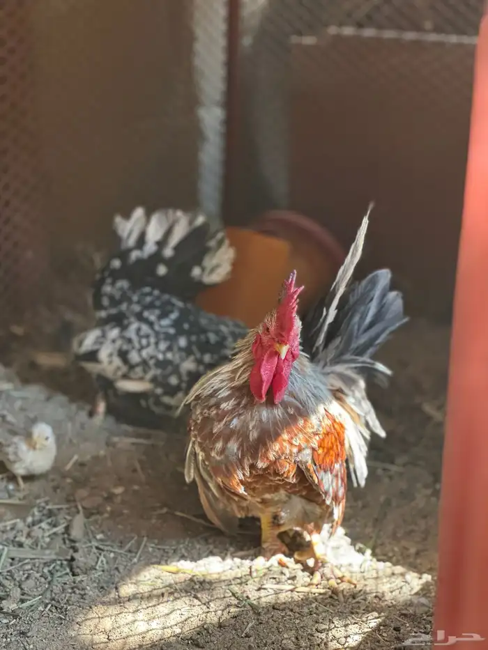 دجاج جبنيز قزم زحفف 2