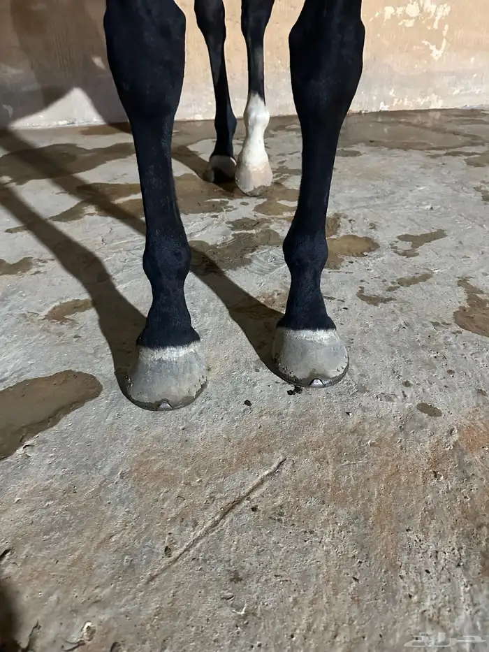 فرس انقليزية 2