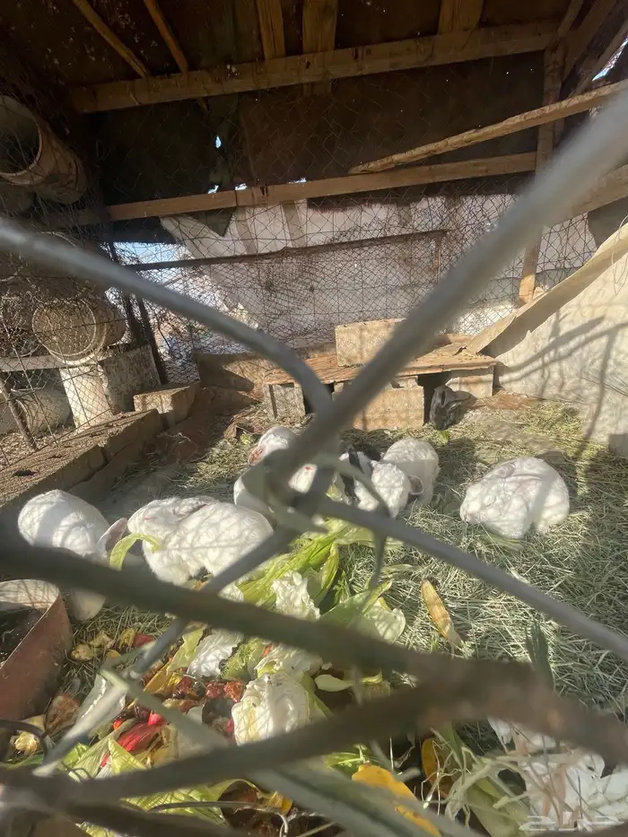 أرانب 9 بري للبيع. 1