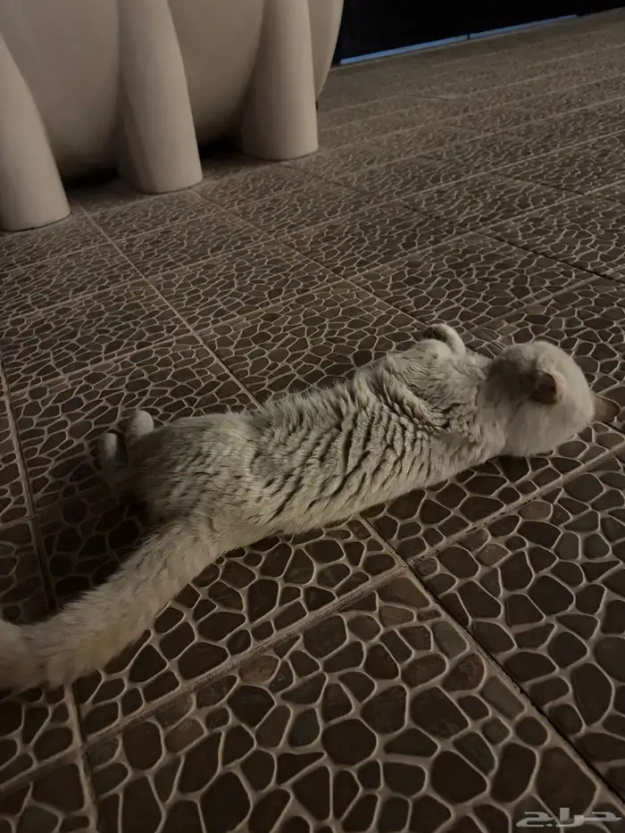 قط جميل للتبني 2