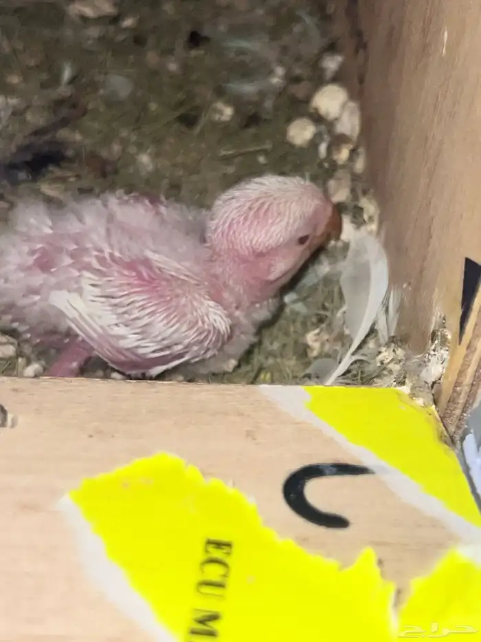 فرخ روز البينو 0