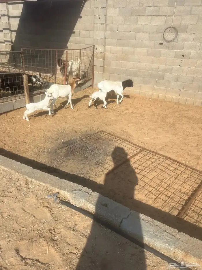 برابر مواليد 3