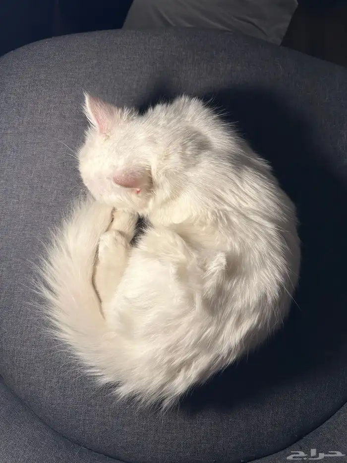 قط ابيض للبيع 2