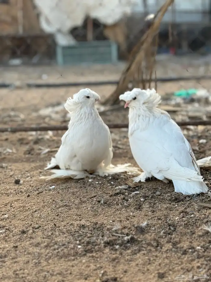 جوز بخارى ابيض انتاج لكن له فترة موقف 4