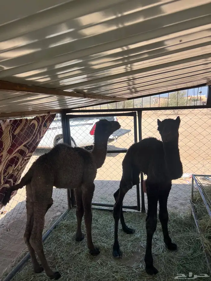 ضيار قعدان 2