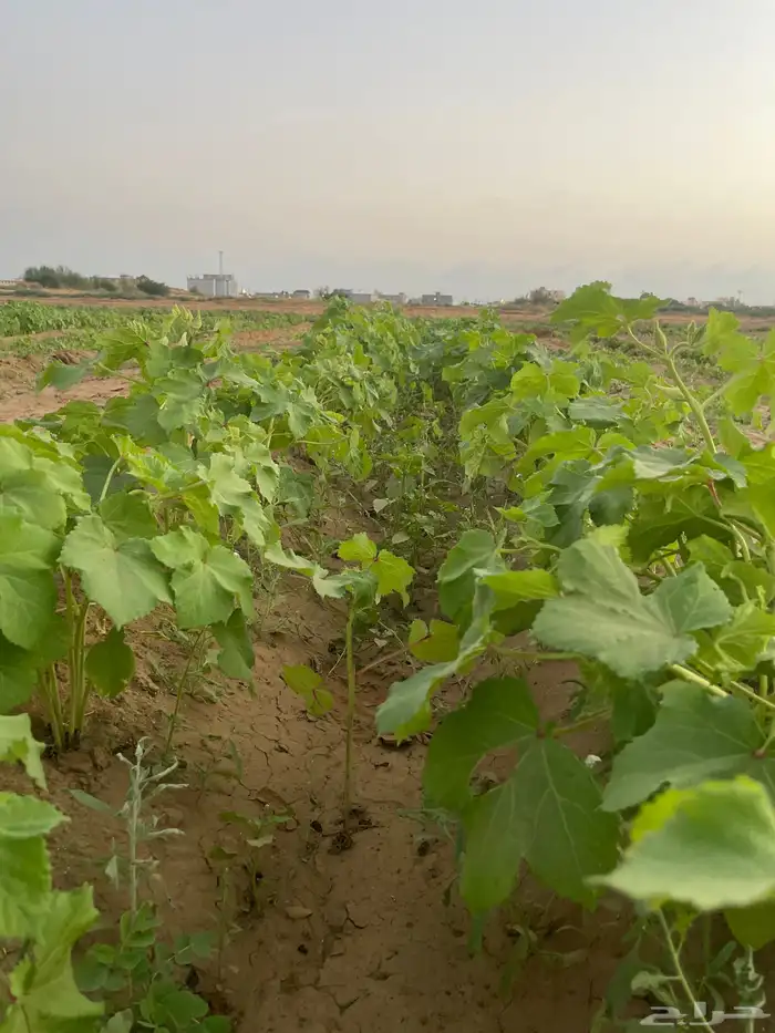 باميه بلدي 4