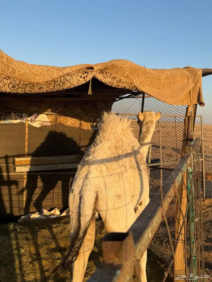 للبيع حاشي طيب جدا 0