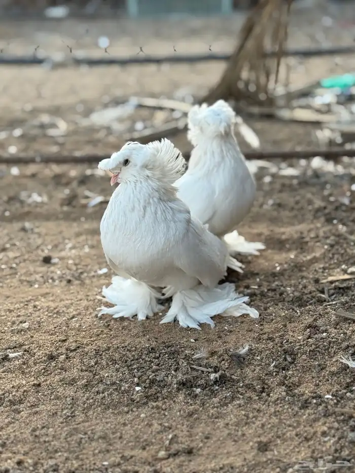 جوز بخارى ابيض انتاج لكن له فترة موقف 2