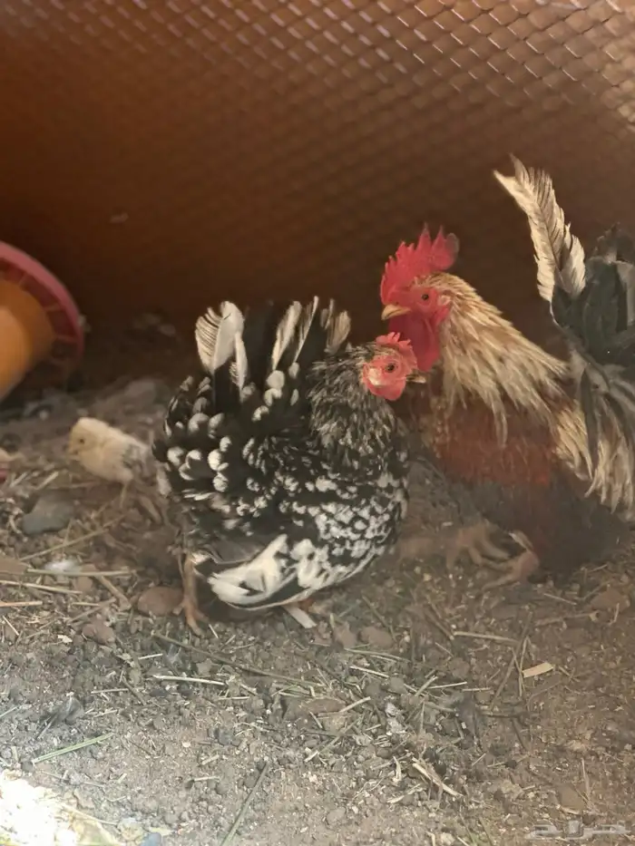 دجاج جبنيز قزم زحفف 3