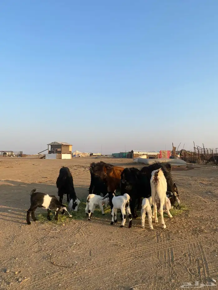 للبيع معزا ولد عوارض طيبه 34