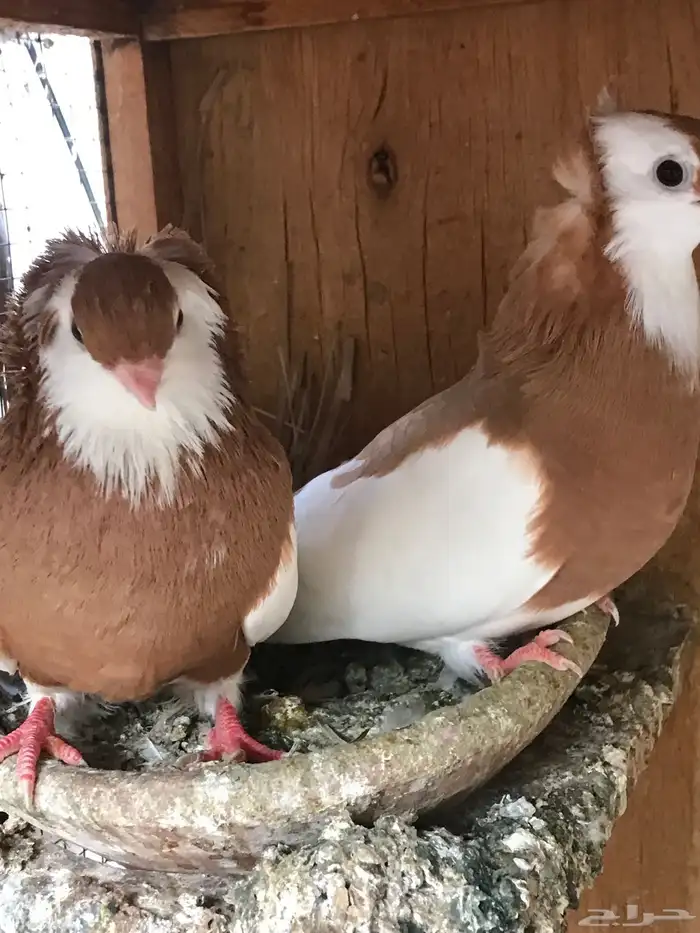 وحشي وهومر وعبسي وبربري 12