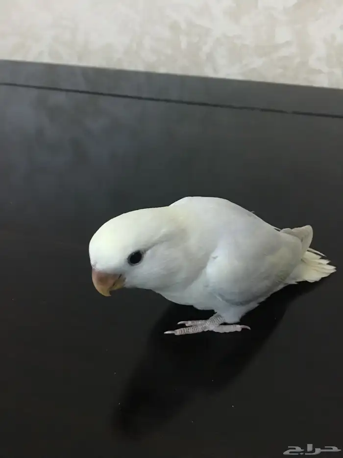 عصافير روز 4