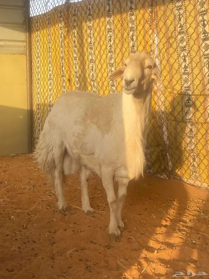 طلي حري فحل 0