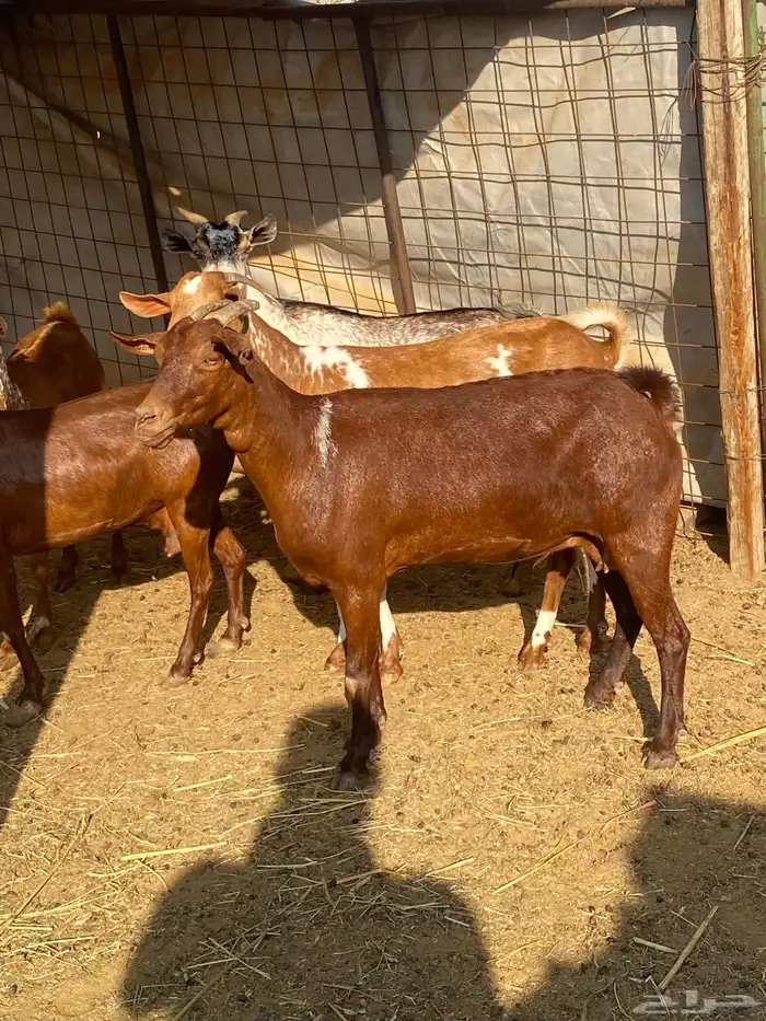 معزا محايله دفيع تم البيع 0