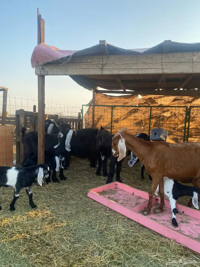 للبيع معزا ولد عوارض طيبه 15