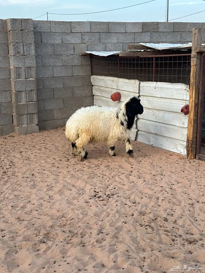 خاروف نعيمي 0