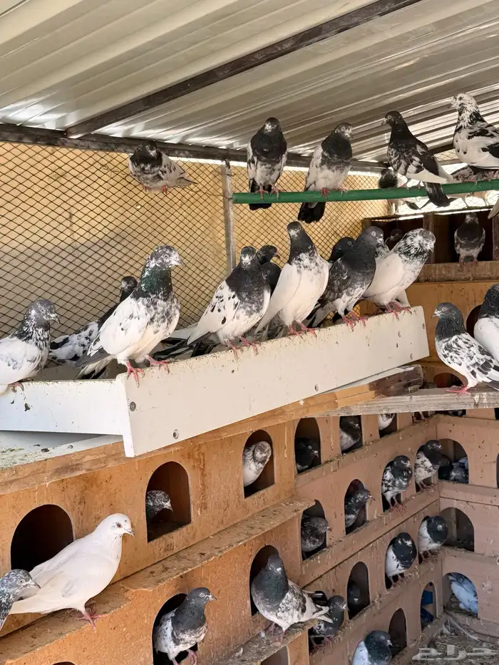 حمام باكستاني 1