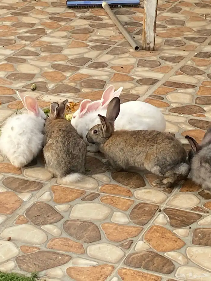 ارانب للبيع 2