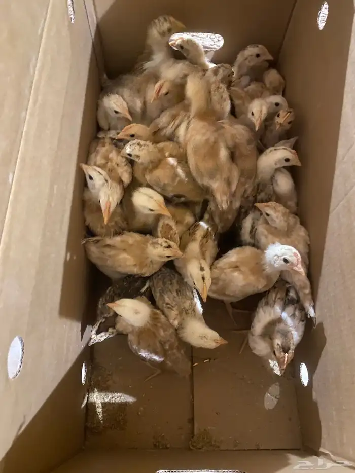 عاجل صيصان بلدي 2