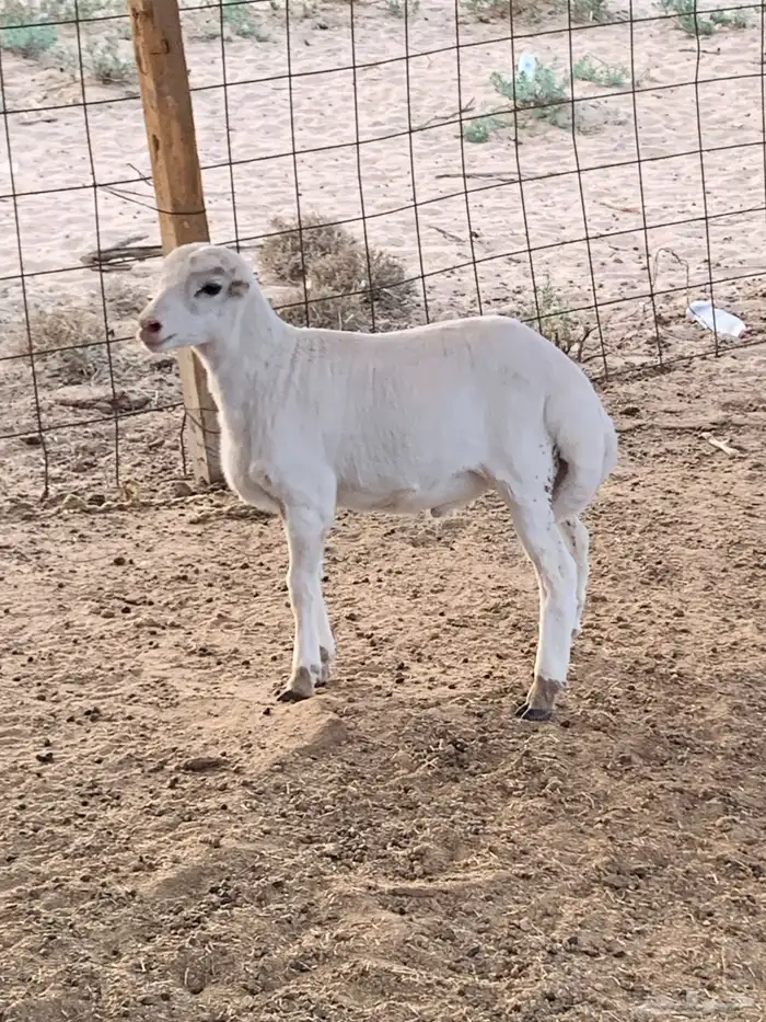 طلي طيب وسمين عمر شهرين 3