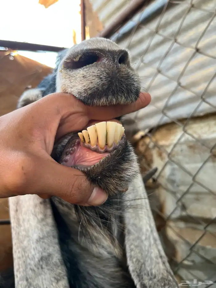 عند عارضيه ولد للبيع 2